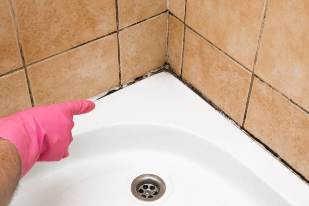 Best Insurance-Related Mold Remediation in Lincolnshire, IL