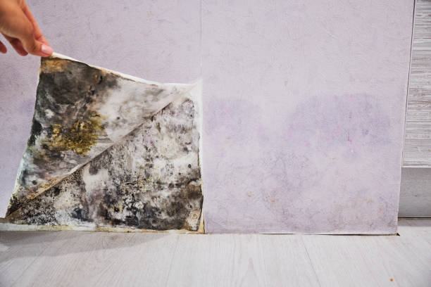 Reliable Lincolnshire, IL Mold Remediation Solutions